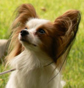 papillon-maca-036.jpg