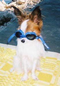 papillon-f1000026.jpg